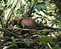 Img_7081d-nosal belohuby-white-nosed coati.jpg